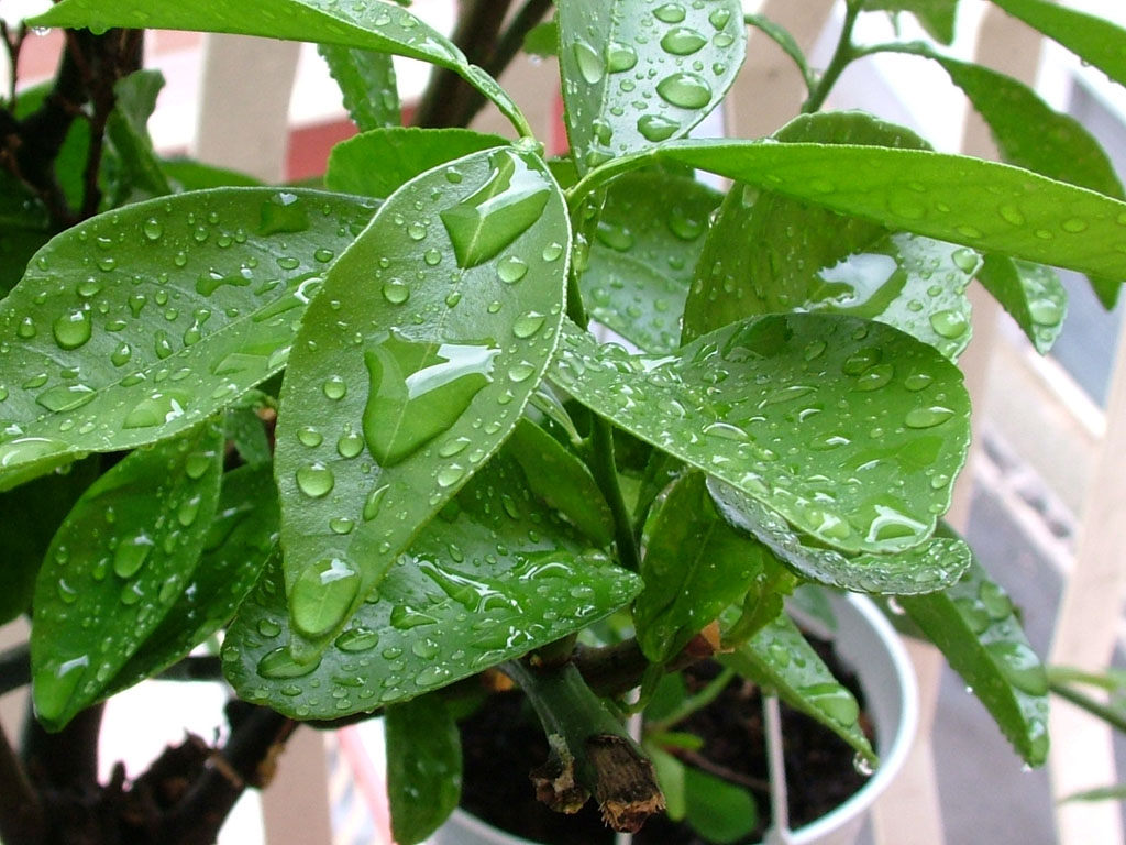foglia bagnata