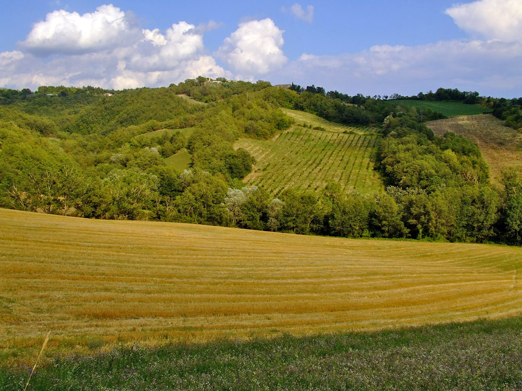 Un tratto delle "mie" colline