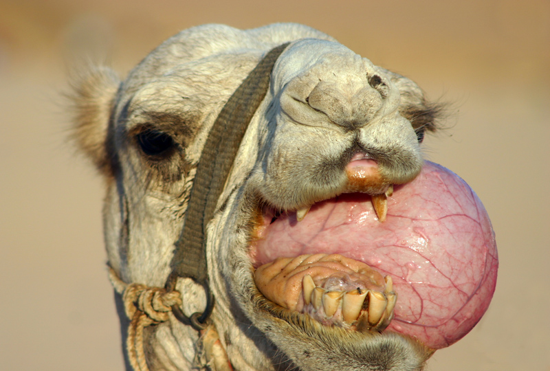 Big Babol animal
