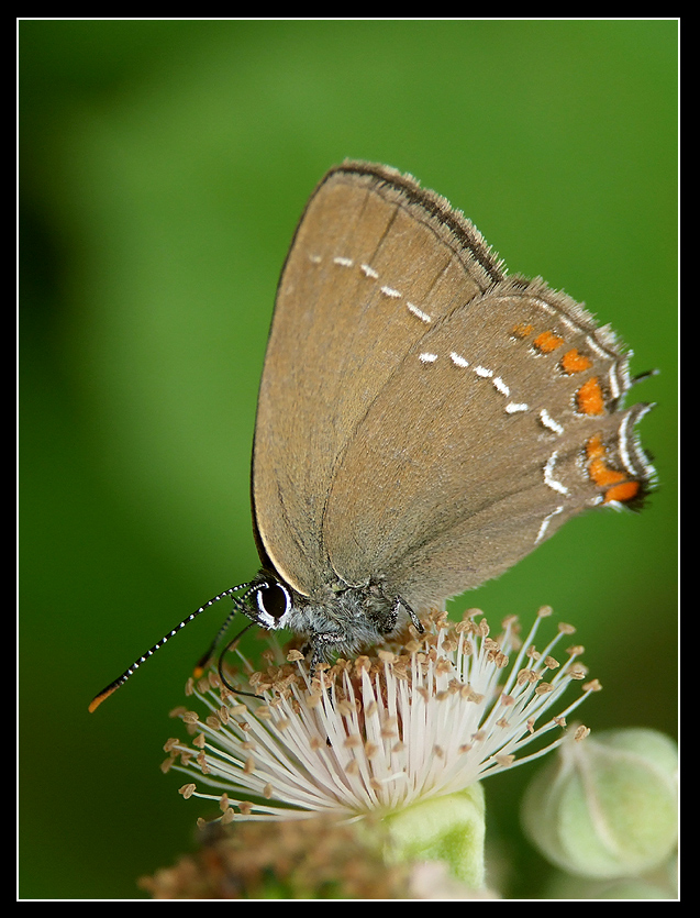 Tecla del legno (Satyrium ilicis)