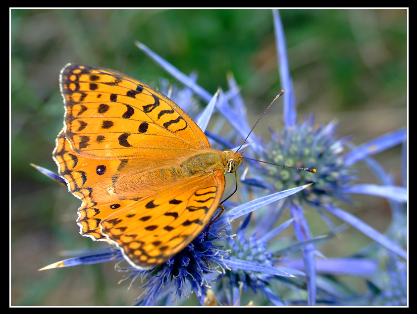 farfalla