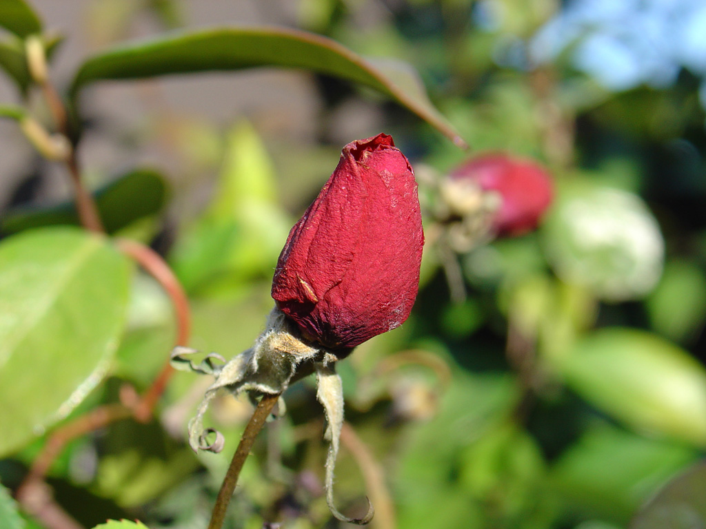 Rosellina secca a fine inverno