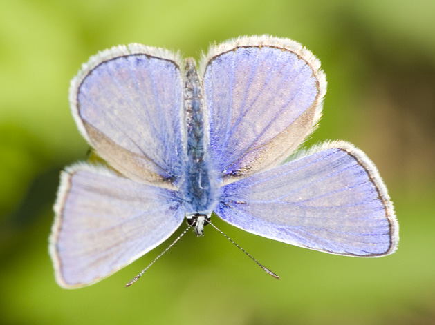 farfalla #3