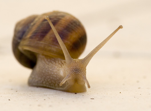 lumaca