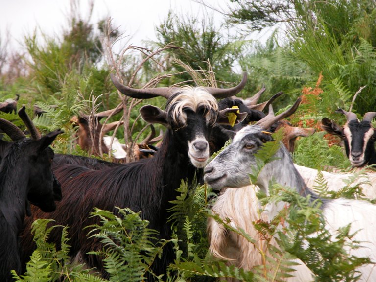 Fauna in sicilia