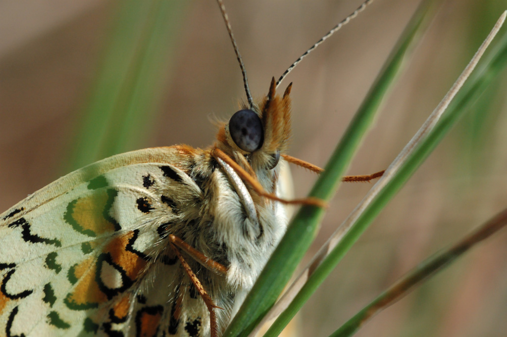 farfalla