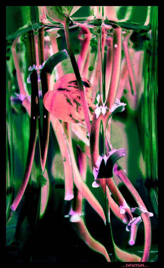 infection