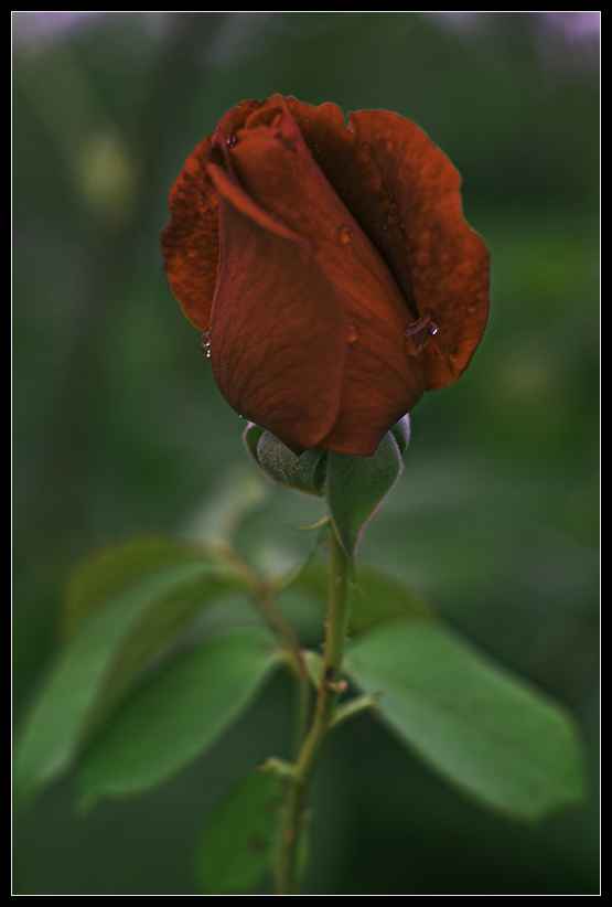 Rosa