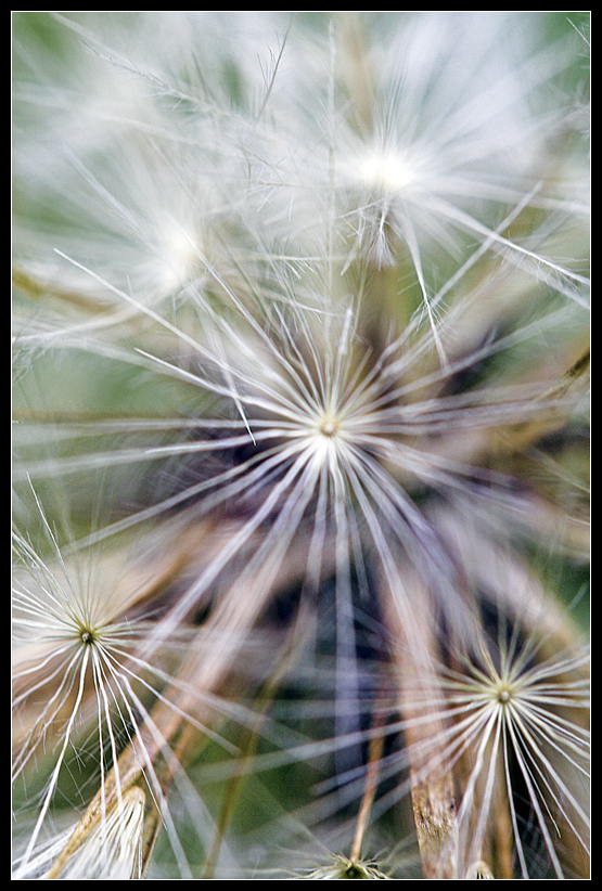 Soffione