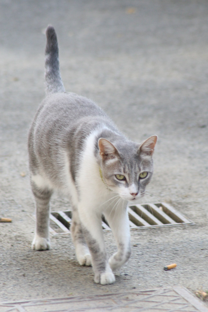Gattone