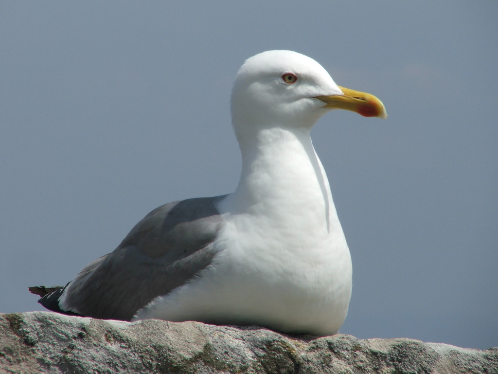 Gabbiano
