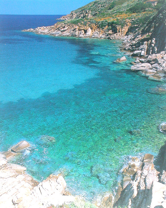 Sparavieri