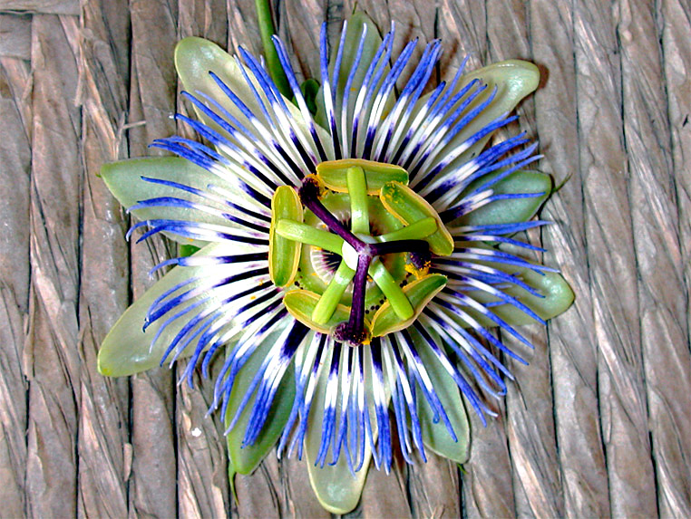 Fiore
