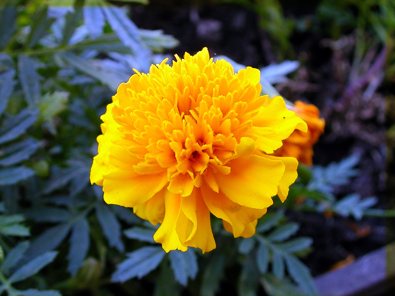 Fiorellino giallo