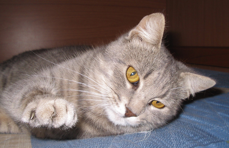 My cat