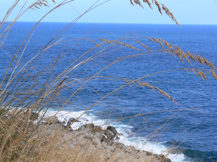 capogallo