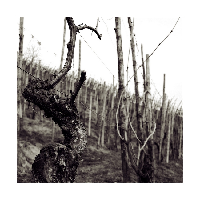 La vigna vecchia