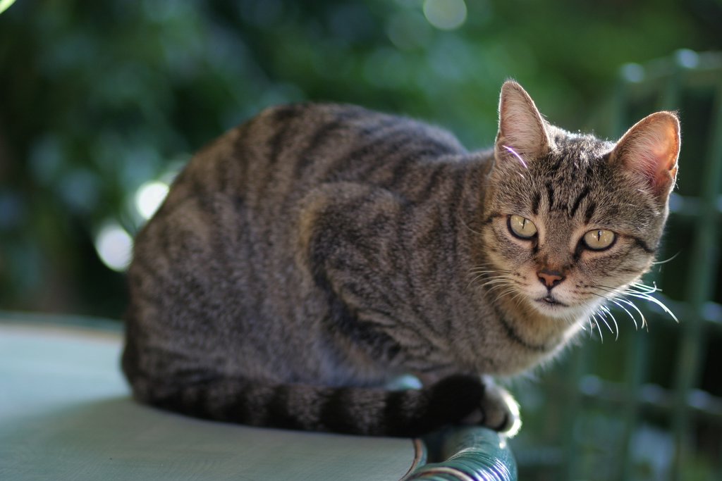 MioGatto