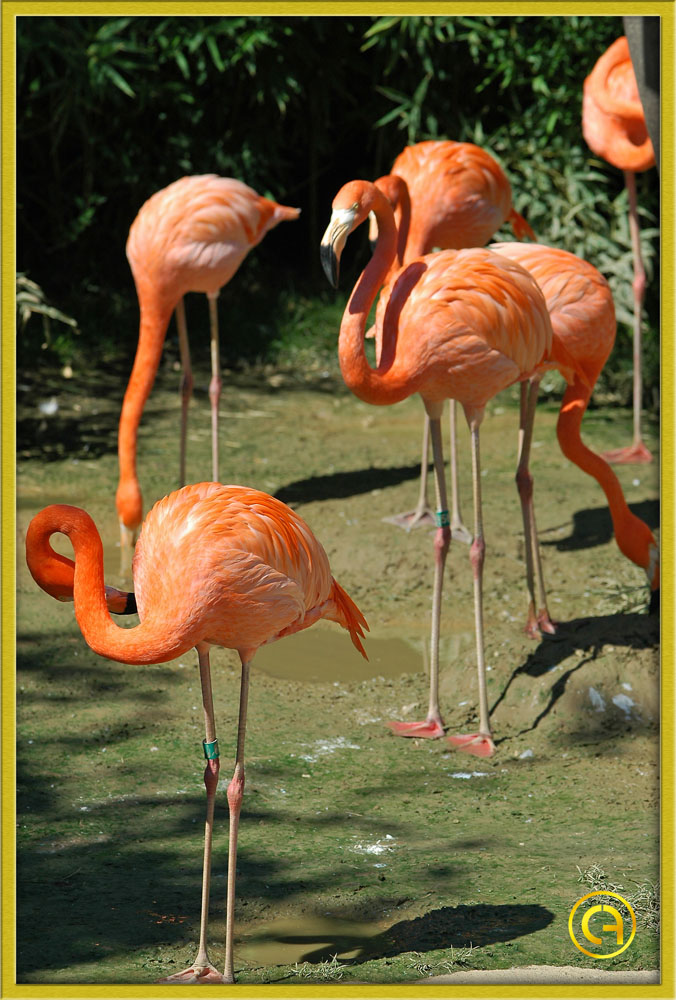 gruppo di fenicotteri