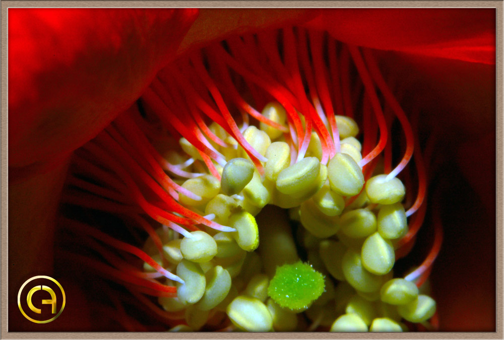 fiore di melograno