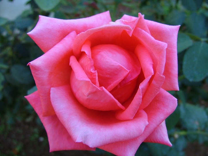 ROSA 1-MACRO