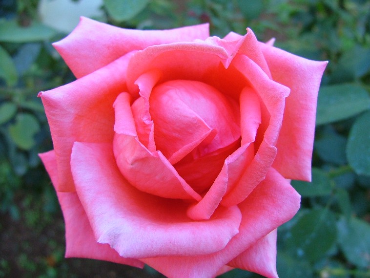 ROSA 2 -MACRO