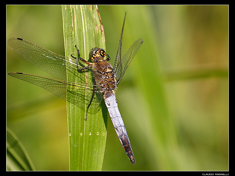 libellua azzurra