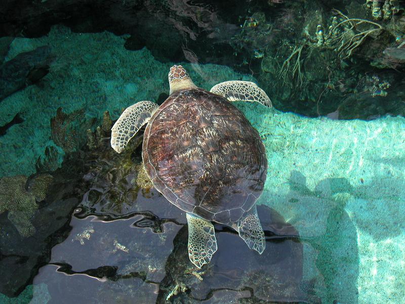 Acquario di Genova