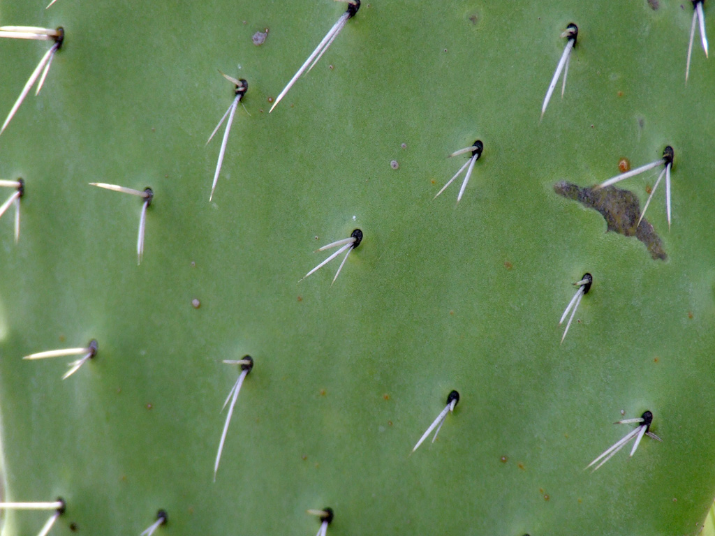 Cactus