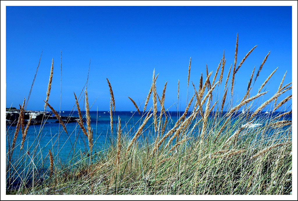 spighe sul mare