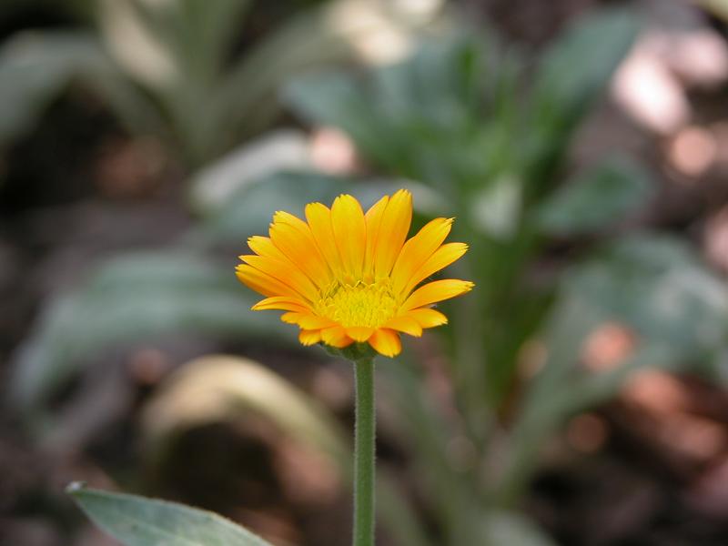 Fiore giallo