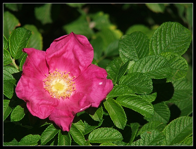 Fiore