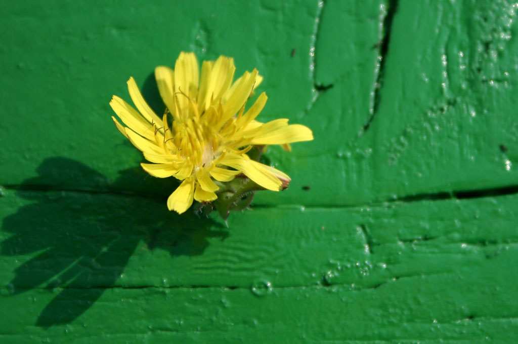 Artistic Flower