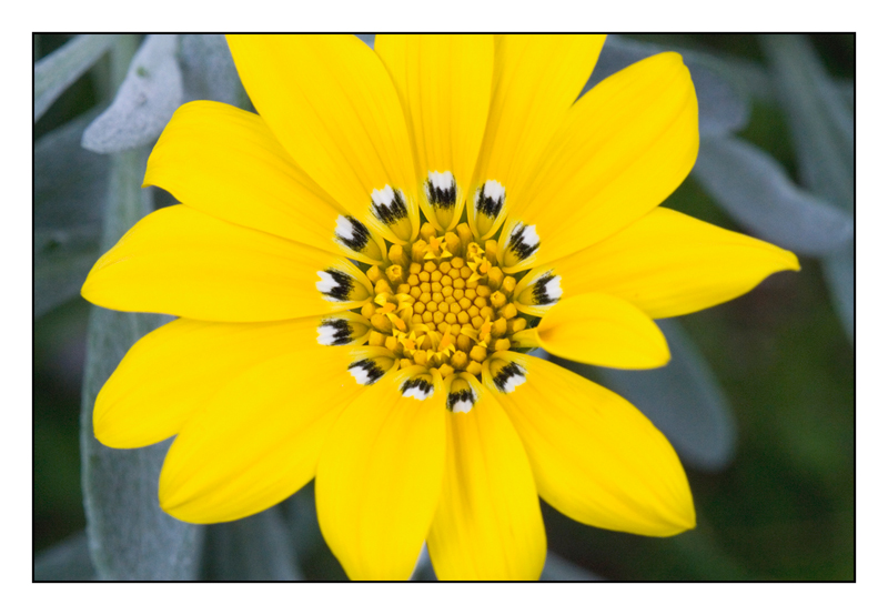 Fiori