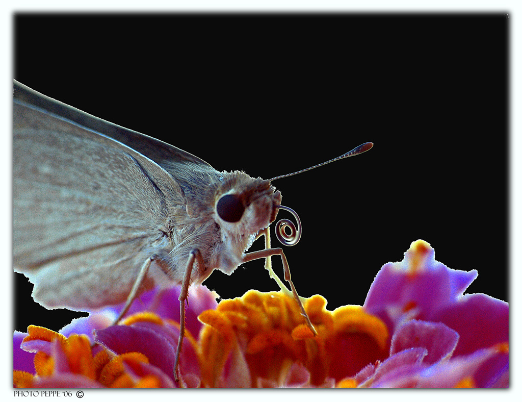 Petit papillon