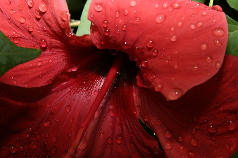 Fiore