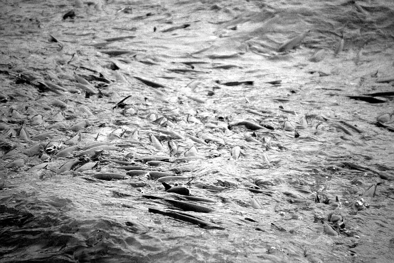 Zuppa di pesce 3