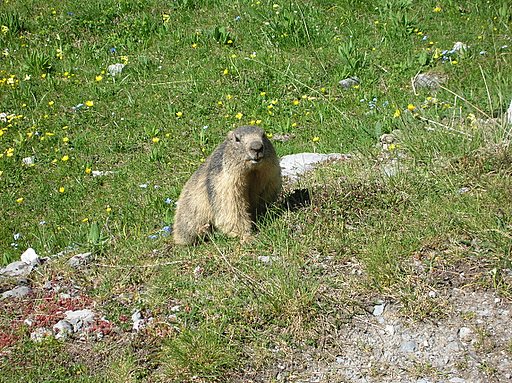 marmotta