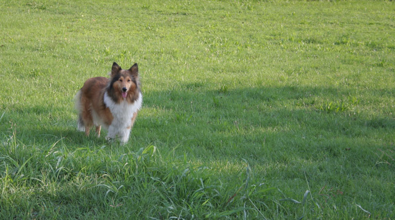 gilda