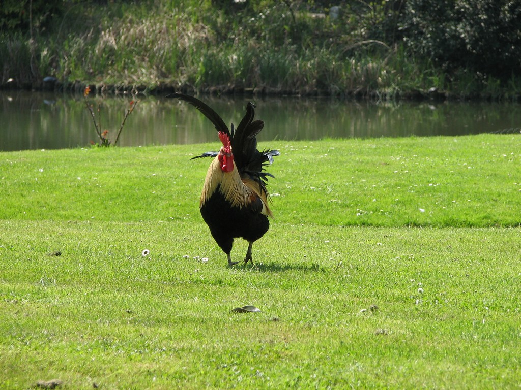 Gallo