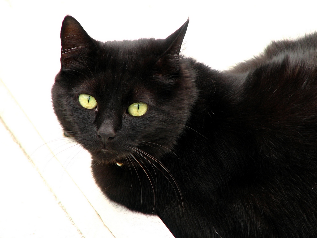 Gatto