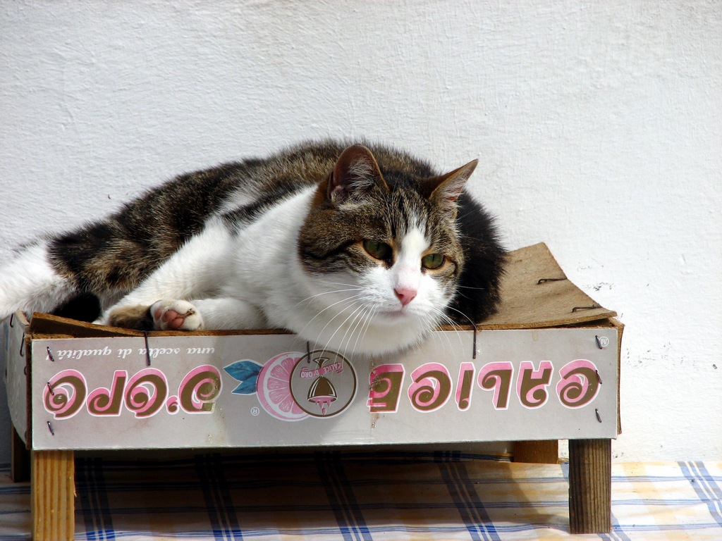 Gatto
