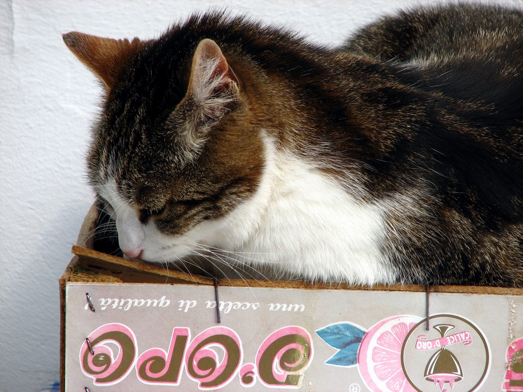 Gatto