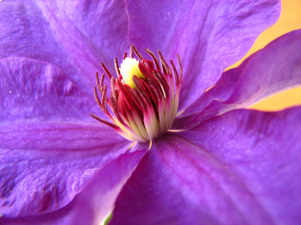 Fiore