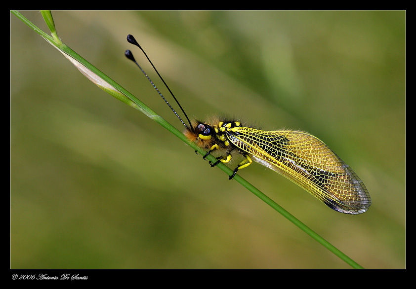 Libelloides longicornis