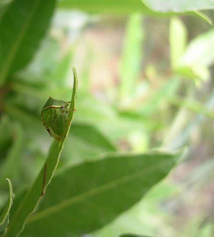 Verde su verde