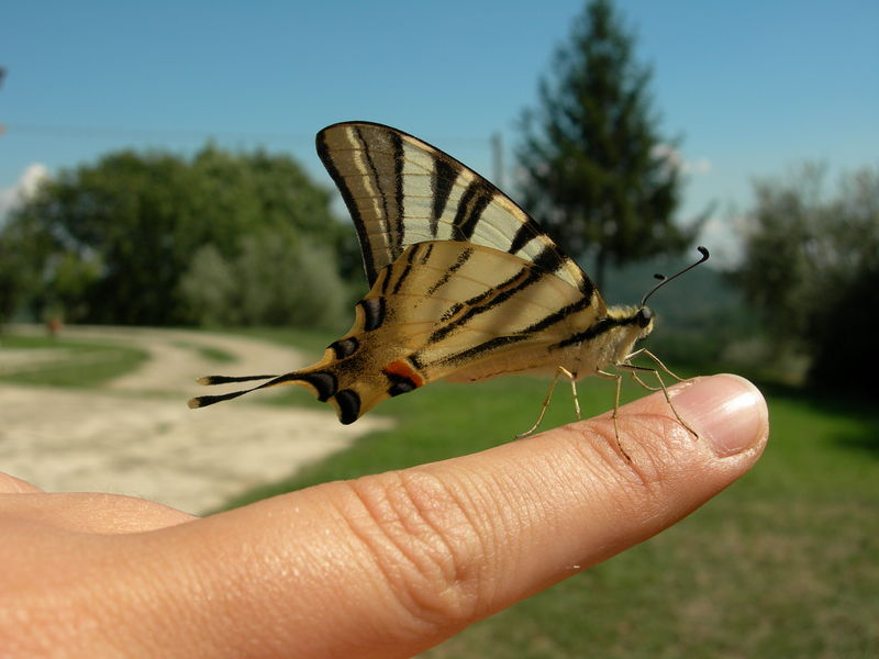 Ti do' una mano [1]