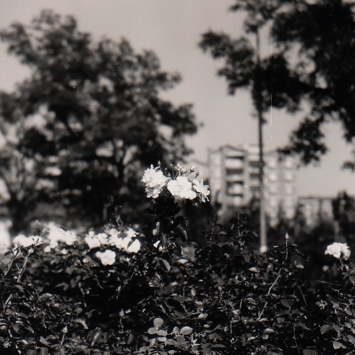 parco nord milano yashica mat 124