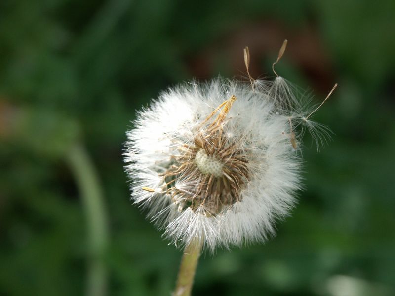Fiori