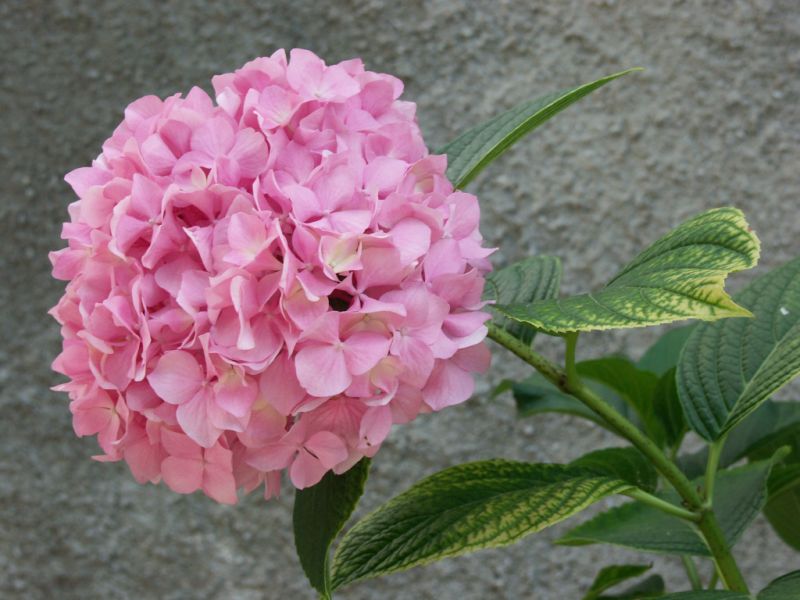 fiori